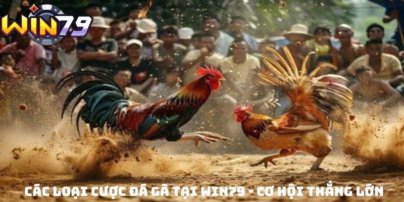 Các loại cược đá gà tại Win79 - cơ hội thắng lớn