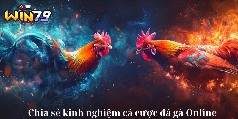 Chia sẻ kinh nghiệm cá cược đá gà Online
