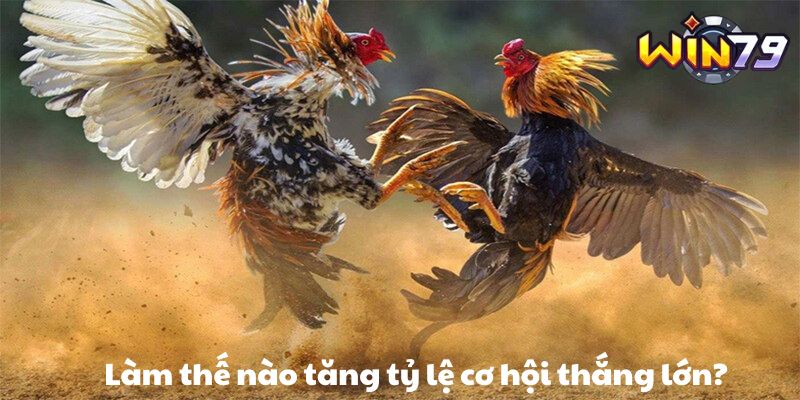 Làm thế nào tăng tỷ lệ cơ hội thắng lớn?